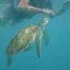 Swimming with da turtles @ Barbados