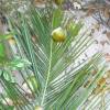 Coconuts @ Sam Lords Castle Barbados