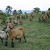 Black Belly Sheep @ Barbados