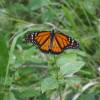 Butterfly @ Barbados