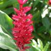 Ginger Lillie flower @ Barbados