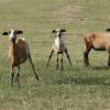 3 Bajan Black Belly sheep @ Barbados