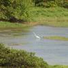 Bajan Egret bird @ the swamp @ Longbeach Barbados