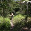 Climbing up the hill @ Cowpens in the north of Barbados