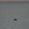 Curious Seal/Zeehond @ Vuurtorenpad Nieuw-Haamstede