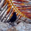 Bajan Black Bird @ Parlors Bathsheba Barbados