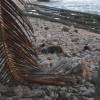 Bathsheba surfdoggy on the beach @ Parlors Bathsheba Barbados