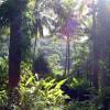 Flower Forrest @ Barbados 109