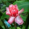 Flower Forrest @ Barbados