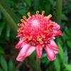 Flower Forrest @ Barbados 167