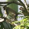Barbados green monkey @ Flower Forrest Barbados