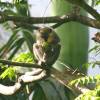 Barbados green monkey @ Flower Forrest Barbados 235