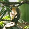 Barbados green monkey @ Flower Forrest Barbados 236