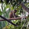 Barbados green monkey @ Flower Forrest Barbados 275