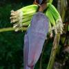 Banana flower @ Barbados