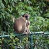 Barbados green monkey mother with baby @ Sandy Lane Barbados