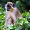 Barbados green monkey @ Sandy Lane Barbados