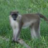Barbados green monkey @ Sandy Lane Barbados
