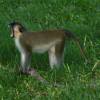 Barbados green monkey yarning @ Sandy Lane Barbados