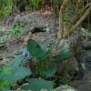 Arjen in the jungle @ Bath Barbados