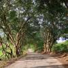 Countryside road @ Barbados