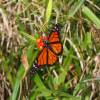 Butterfly in the highlands of Barbados