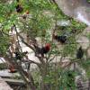 Chicken tree @ Barbados