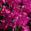 Bougainvillea flowers @ Barbados