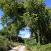 Old road to Conset Bay @ Barbados