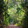 The old train track @ the eastcoast of Barbados