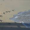 Little birds on da beach @ Barbados