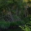 The mangrove swamp @ Barbados