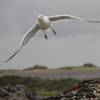 Zeemeeuw/seagul taking off @ da Brouwersdam