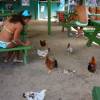 Adelimar feeding the chickens at the Poor Man's Bar