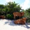 Locals @ Anegada