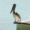 Our friend the pelican @ Jost van Dyke
