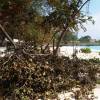 Broken trees after hurricane Tomas @ Barbados