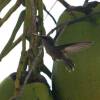 Humingbird in the garden  @ Seascape Beachhouse Barbados