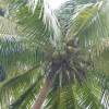 Coconuts @ Barbados