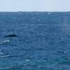 Pilot whale @ Seascape Beach House Barbados