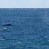 Whale watching @ Seascape Beach House Barbados
