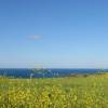 Flowers @ Kimmeridge Bay