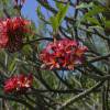 Flowers @ Bath Beach