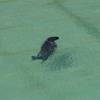 Curious seal in the harbour @ Newquay