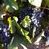 Blue grapes @ Ile de Ré