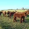 Rasta donkeys @ Ile de Ré