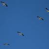 Storks on their way to Africa 