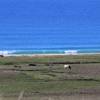 Cows & Surf in Andalucia