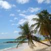Palmtrees @ the Southcoast of Barbados