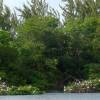 Egret colony @ Graem Hall Barbados